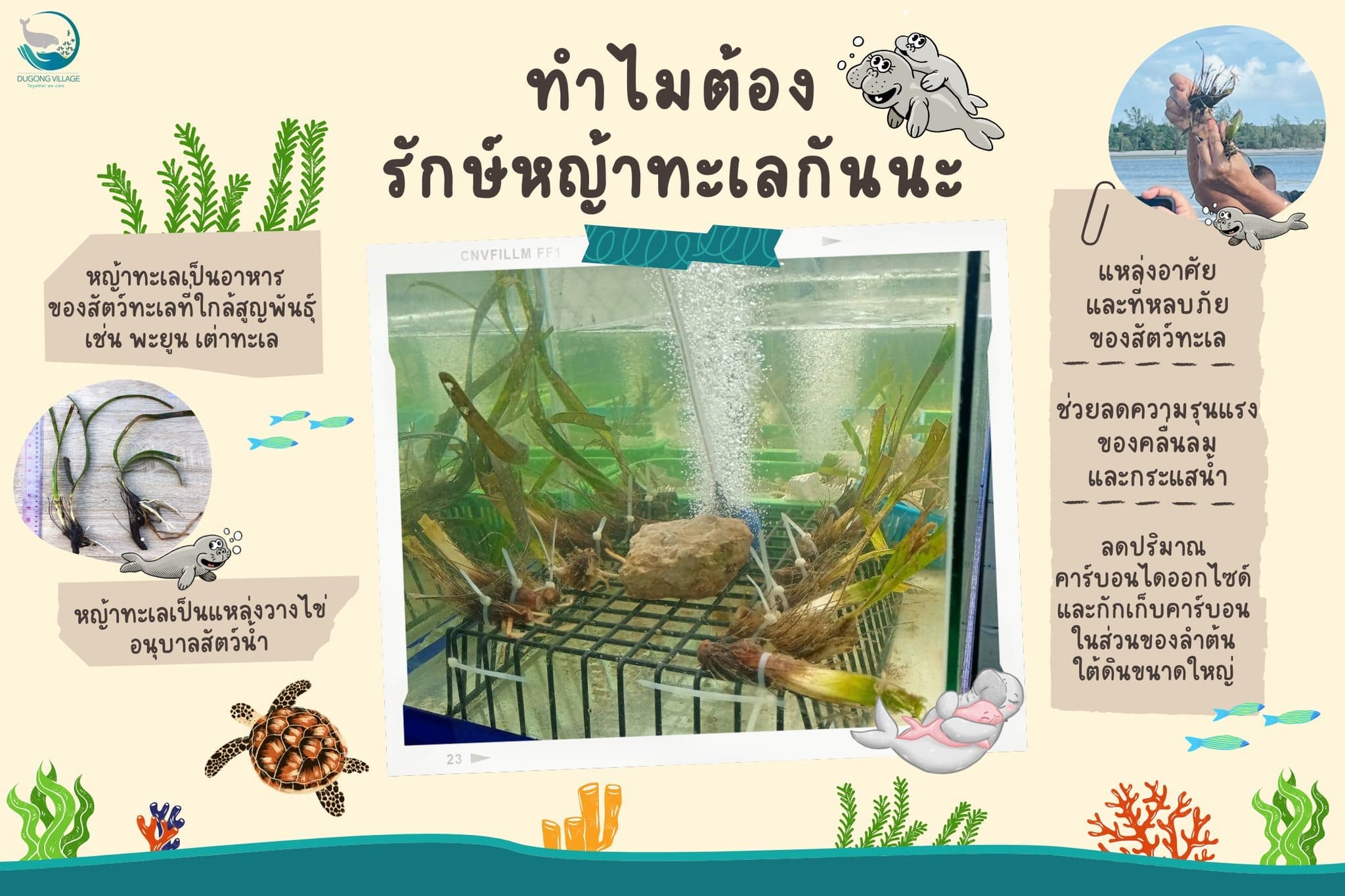 Seagrass Restoration